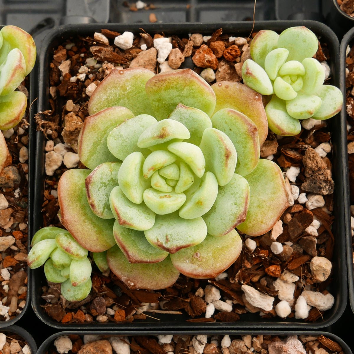 Sedeveria 'Pudgy' - Vivid Root