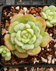 Sedeveria 'Pudgy' - Vivid Root