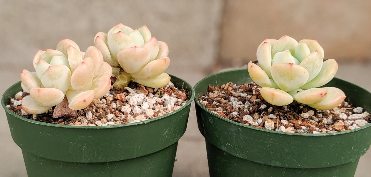 Sedeveria 'Pudgy' - Vivid Root
