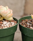 Sedeveria 'Pudgy' - Vivid Root