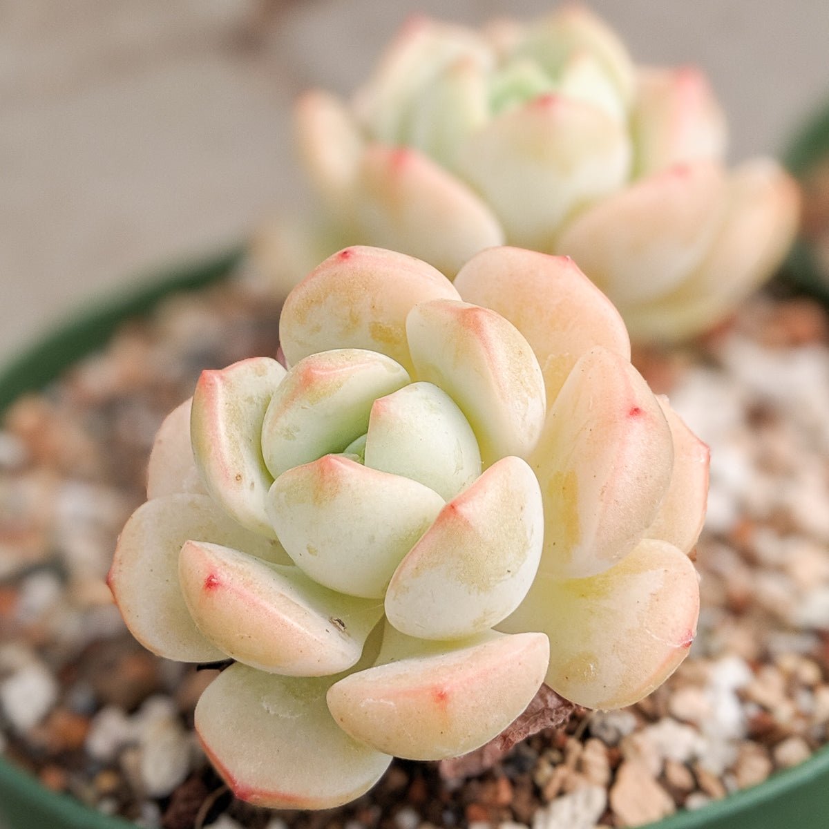 Sedeveria 'Pudgy' - Vivid Root