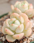 Sedeveria 'Pudgy' - Vivid Root
