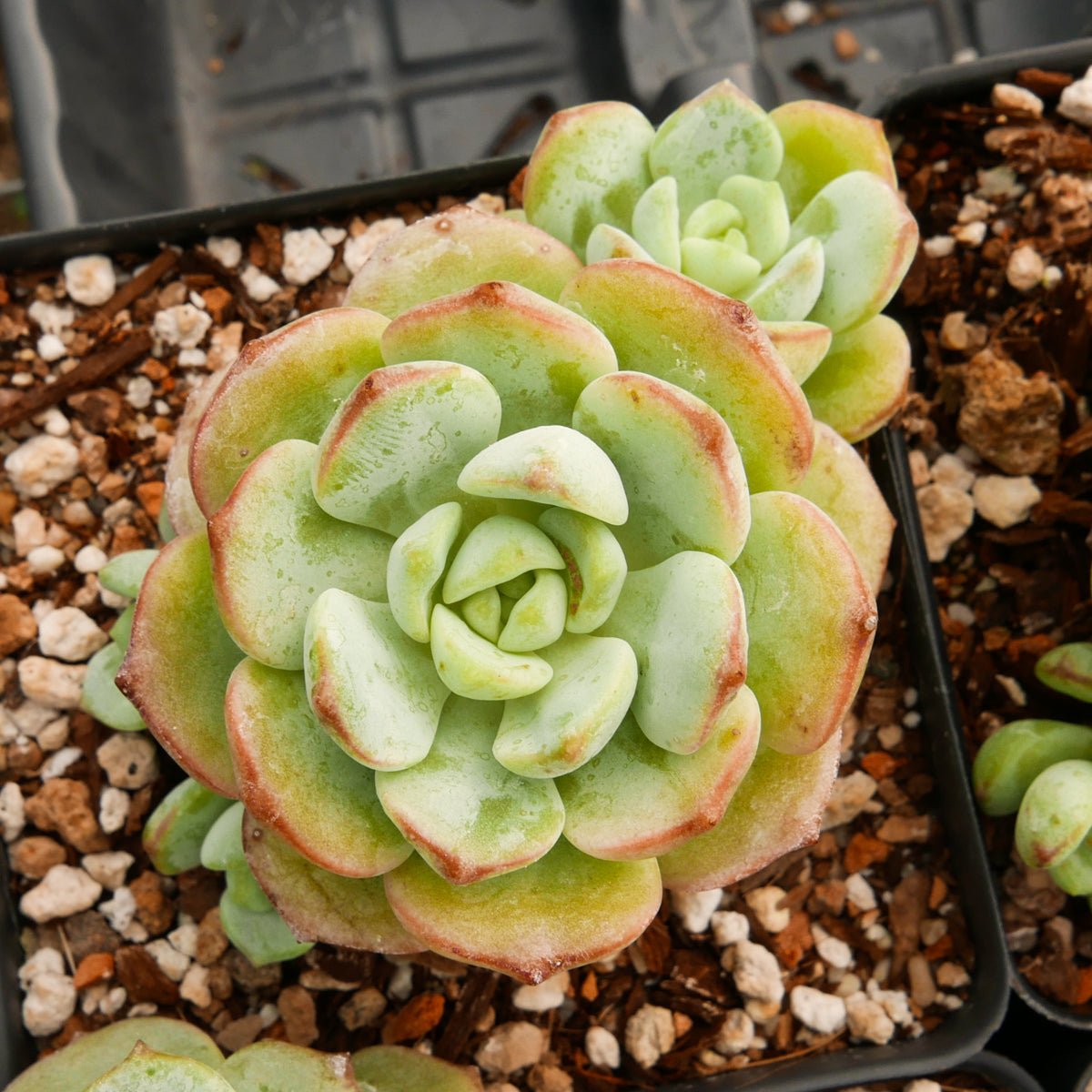 Sedeveria 'Pudgy' - Vivid Root