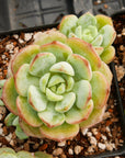 Sedeveria 'Pudgy' - Vivid Root