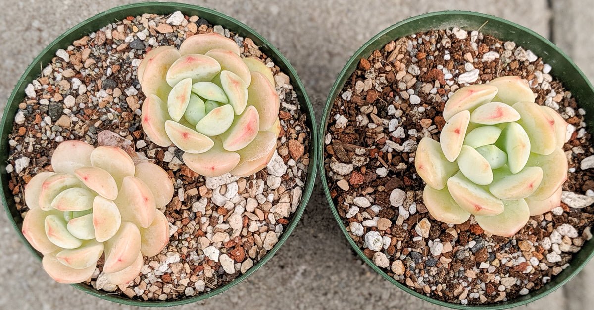 Sedeveria 'Pudgy' - Vivid Root