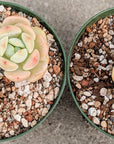 Sedeveria 'Pudgy' - Vivid Root