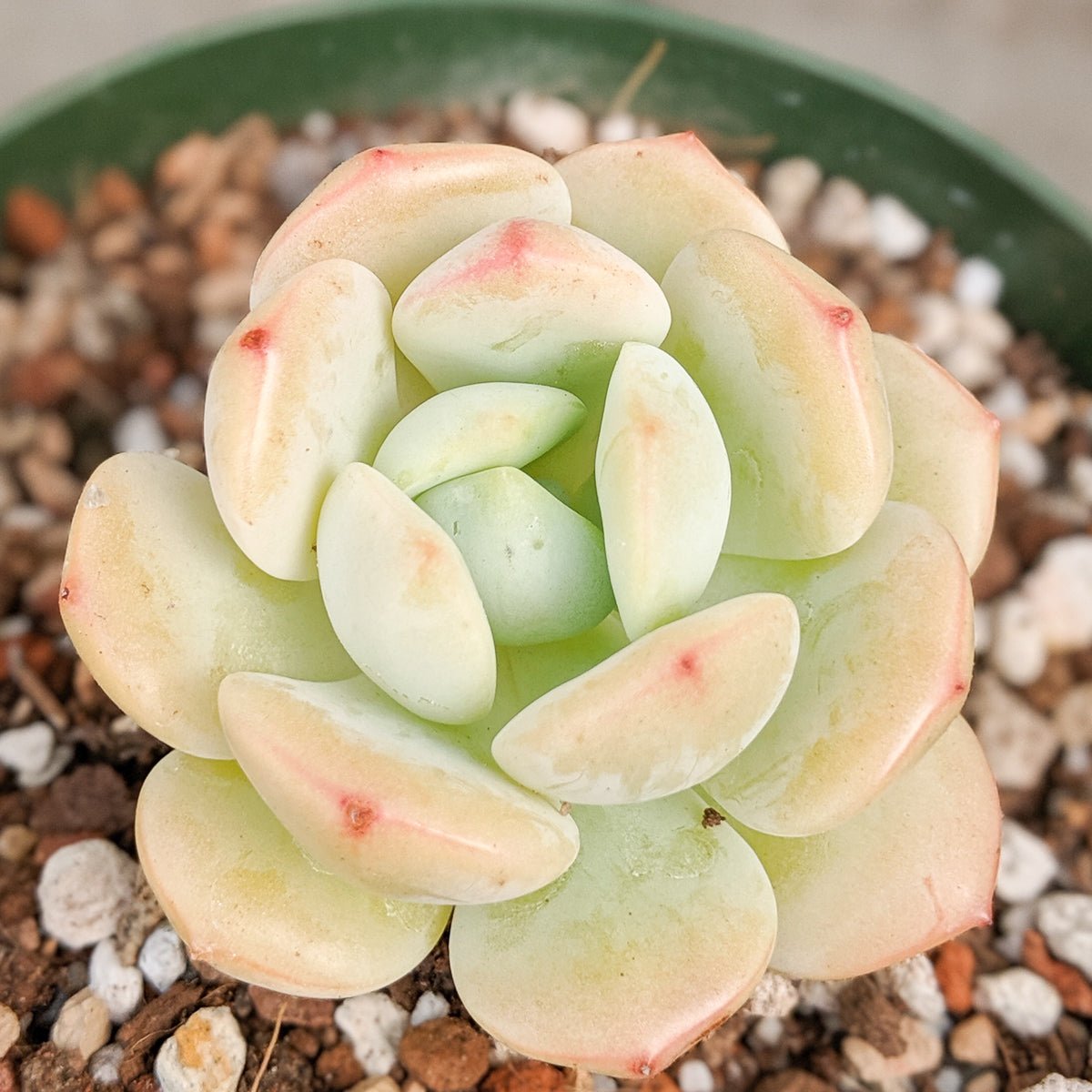 Sedeveria 'Pudgy' - Vivid Root