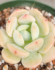 Sedeveria 'Pudgy' - Vivid Root