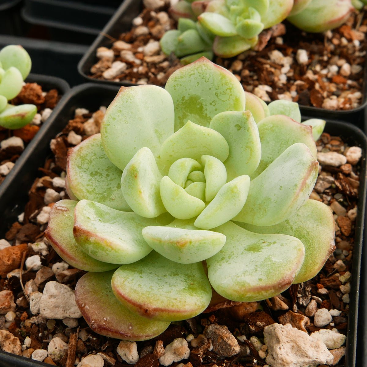 Sedeveria 'Pudgy' - Vivid Root