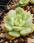Sedeveria 'Pudgy' - Vivid Root