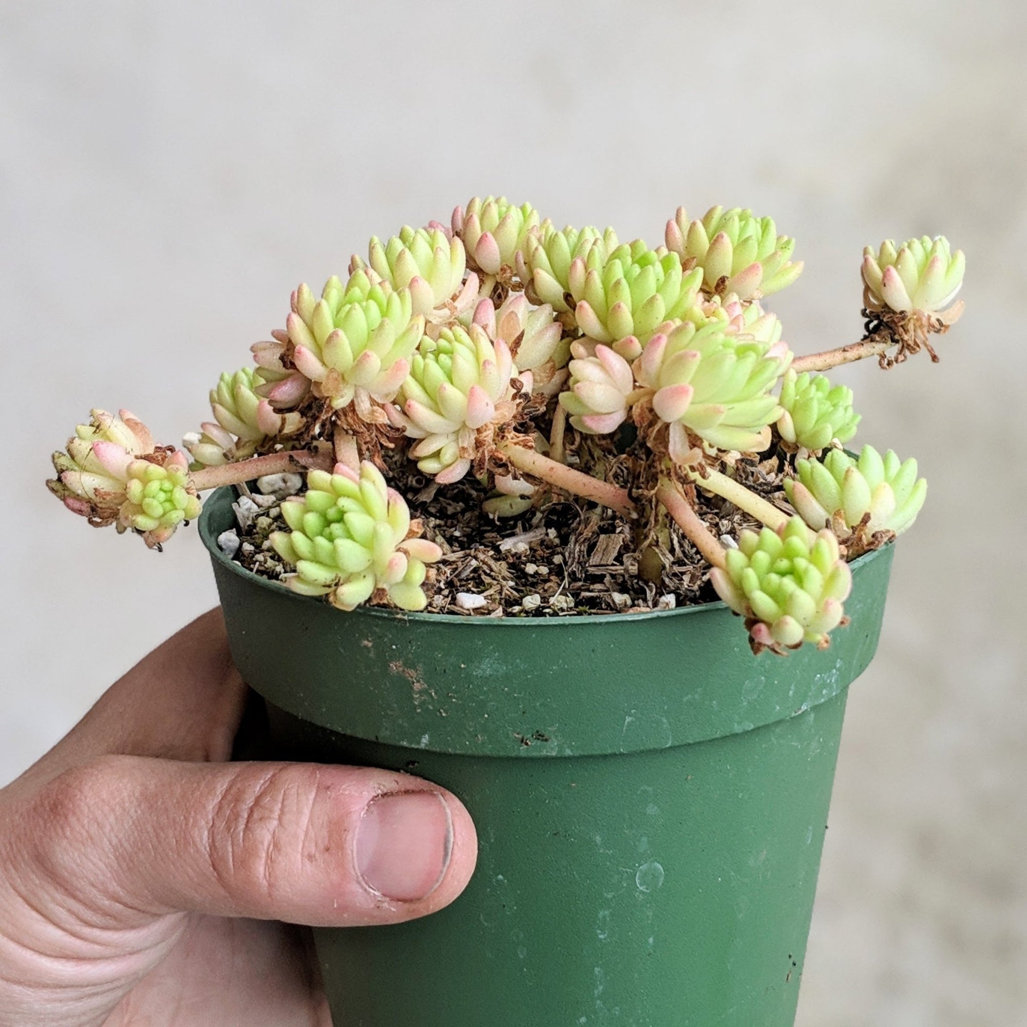 Sedum hirsutum - Vivid Root