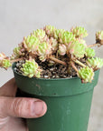 Sedum hirsutum - Vivid Root