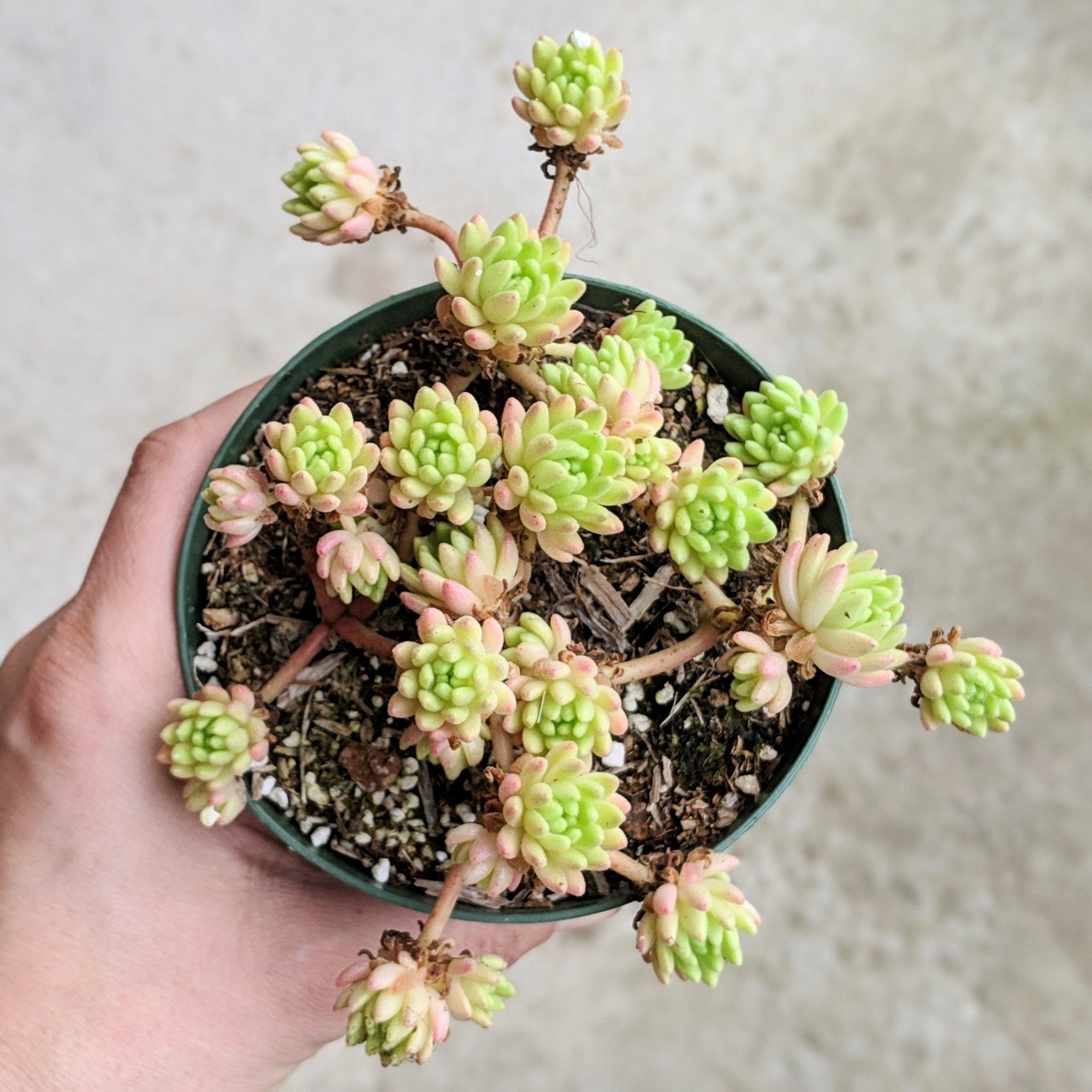 Sedum hirsutum - Vivid Root