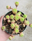 Sedum hirsutum - Vivid Root