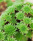 Sedum multiceps - Mini Joshua Tree - Vivid Root