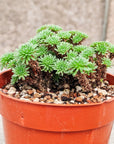 Sedum multiceps - Mini Joshua Tree - Vivid Root
