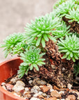 Sedum multiceps - Mini Joshua Tree - Vivid Root