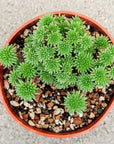 Sedum multiceps - Mini Joshua Tree - Vivid Root
