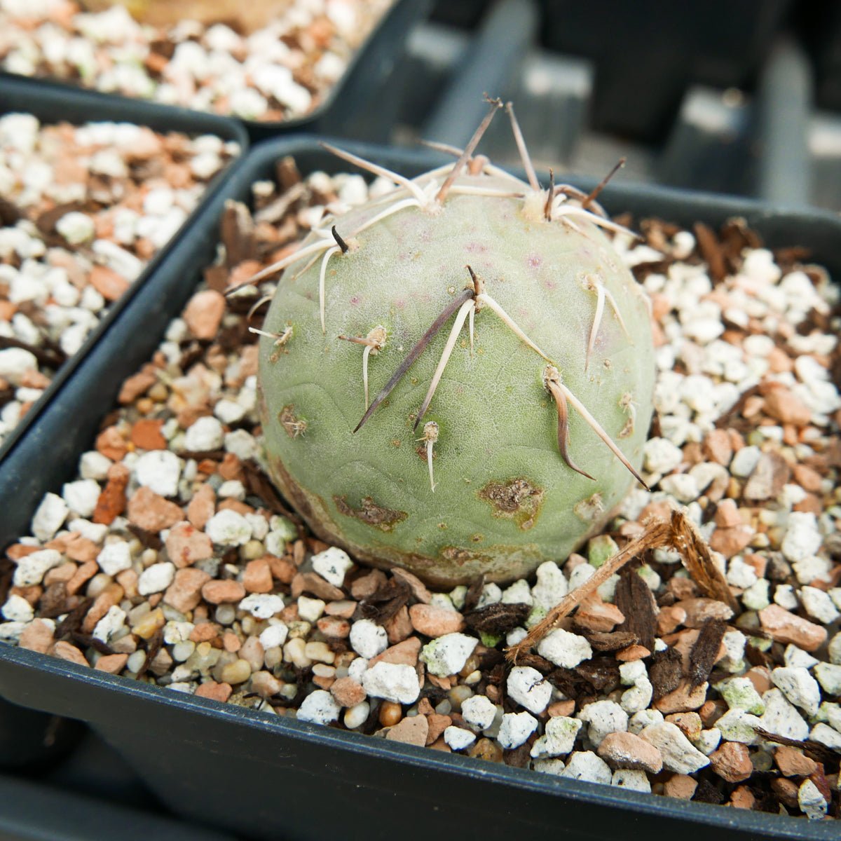 Tephrocactus geometricus - Vivid Root