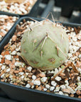 Tephrocactus geometricus - Vivid Root