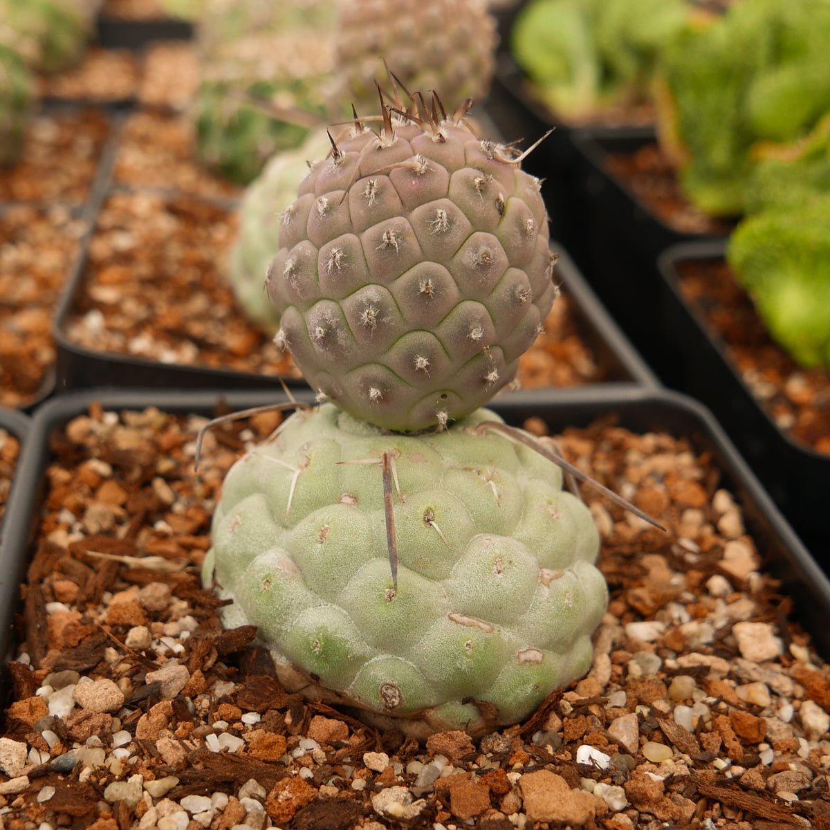 Tephrocactus geometricus - Vivid Root