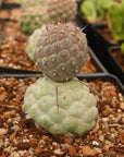 Tephrocactus geometricus - Vivid Root