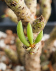 Tylecodon buchholzianus - Vivid Root