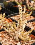 Tylecodon buchholzianus - Vivid Root