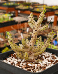 Tylecodon buchholzianus - Vivid Root