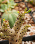 Tylecodon buchholzianus - Vivid Root