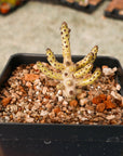 Tylecodon buchholzianus - Vivid Root