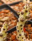 Tylecodon buchholzianus - Vivid Root