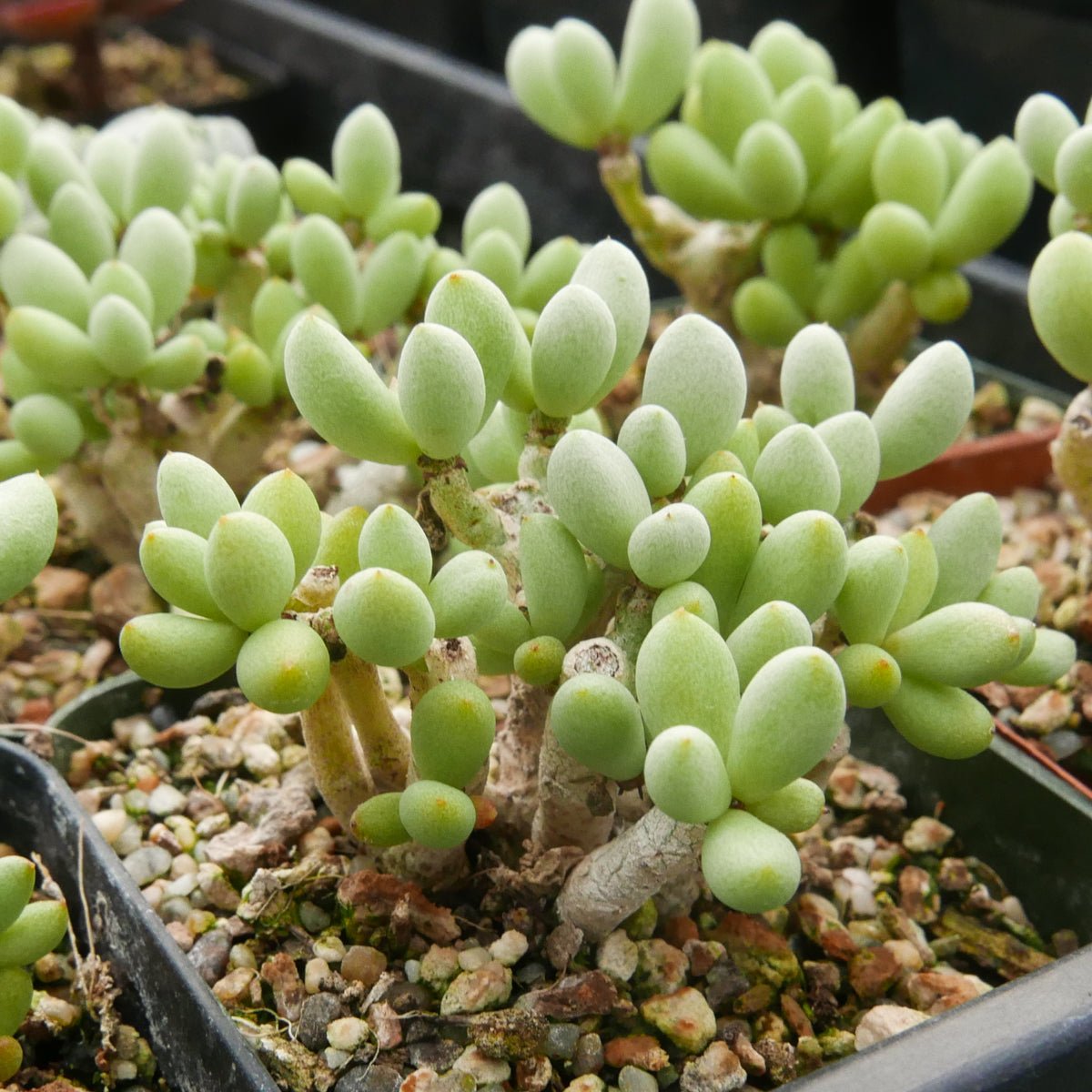 Tylecodon schaeferianus - Vivid Root