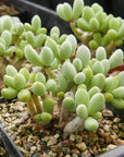 Tylecodon schaeferianus - Vivid Root