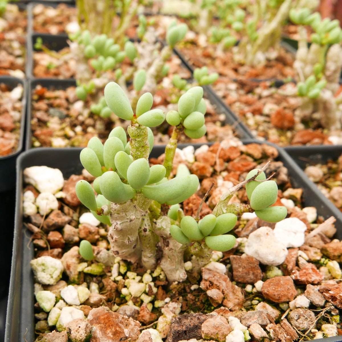 Tylecodon schaeferianus - Vivid Root