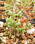 Tylecodon schaeferianus - Vivid Root