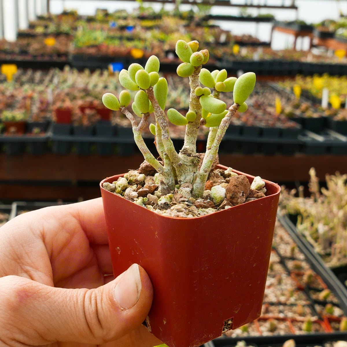 Tylecodon schaeferianus - Vivid Root
