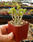 Tylecodon schaeferianus - Vivid Root