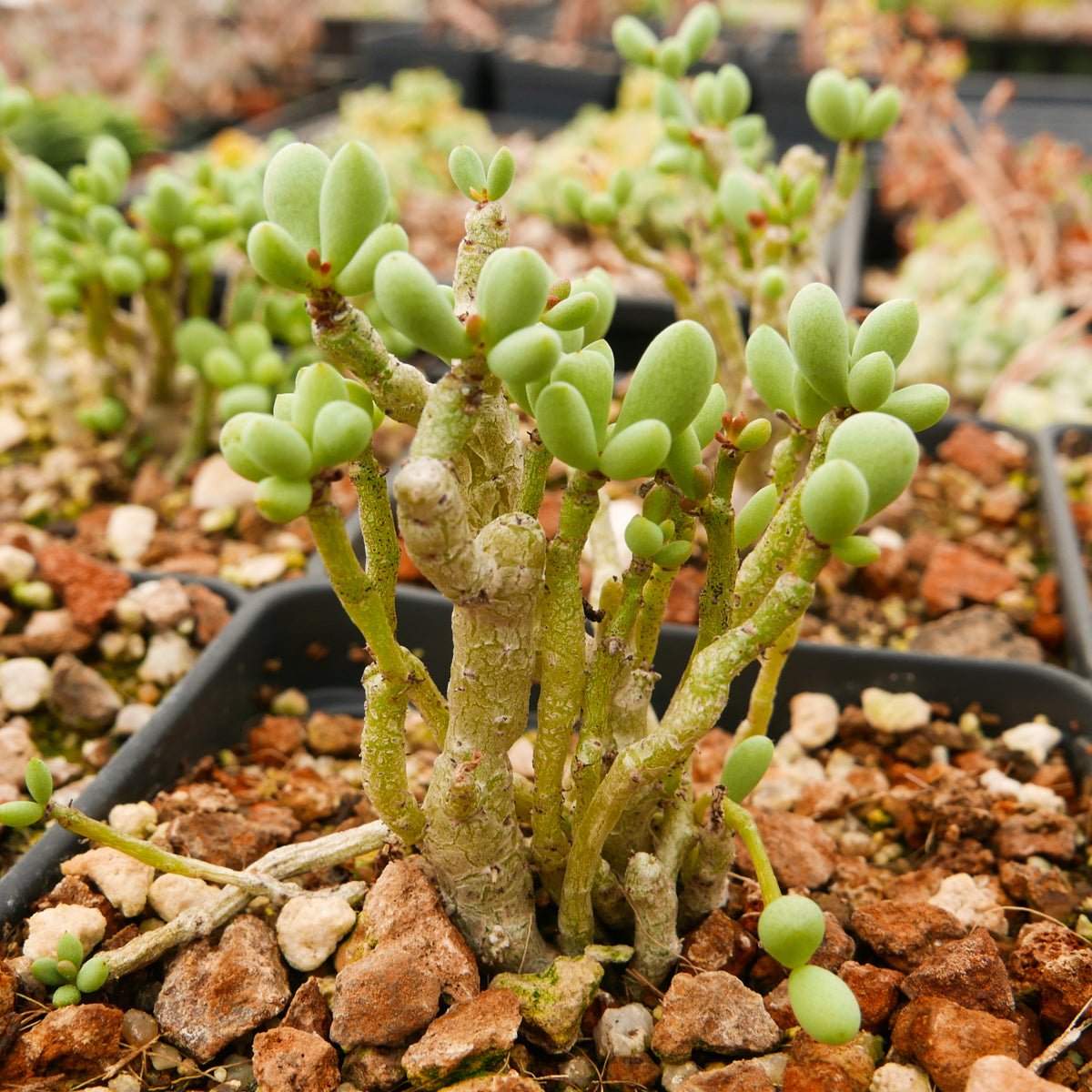 Tylecodon schaeferianus - Vivid Root