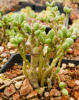 Tylecodon schaeferianus - Vivid Root