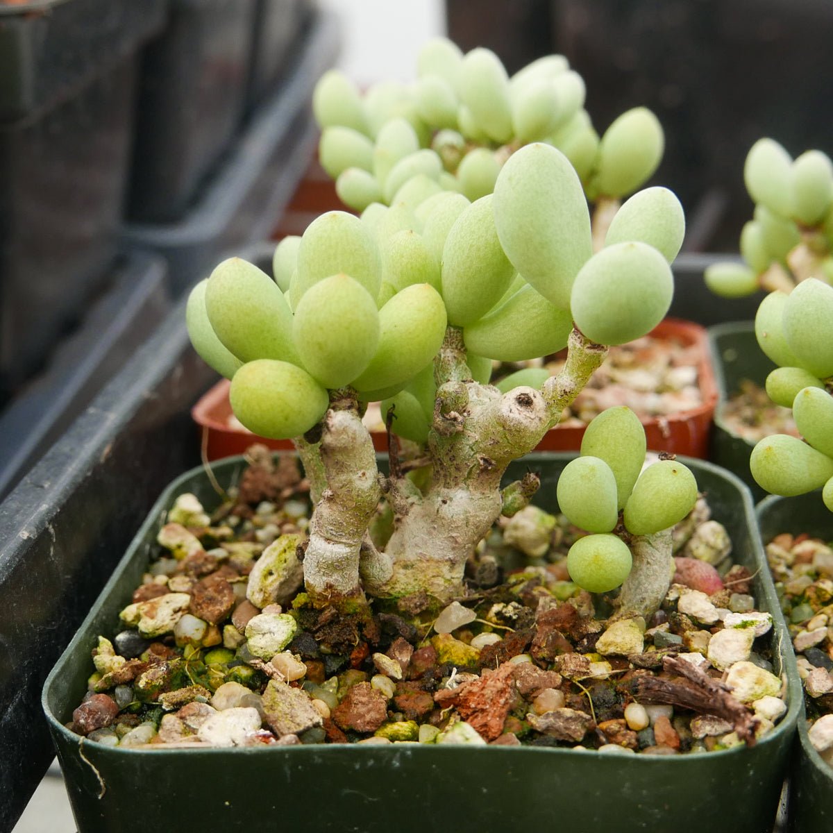 Tylecodon schaeferianus - Vivid Root