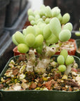 Tylecodon schaeferianus - Vivid Root