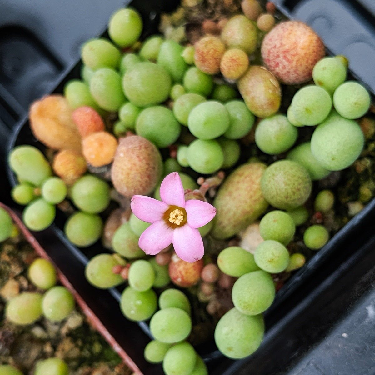 Tylecodon schaeferianus - Vivid Root