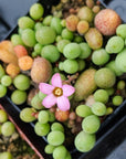 Tylecodon schaeferianus - Vivid Root