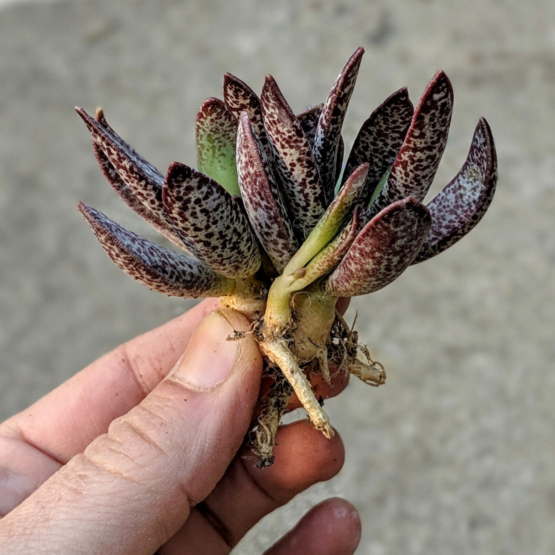 Adromischus