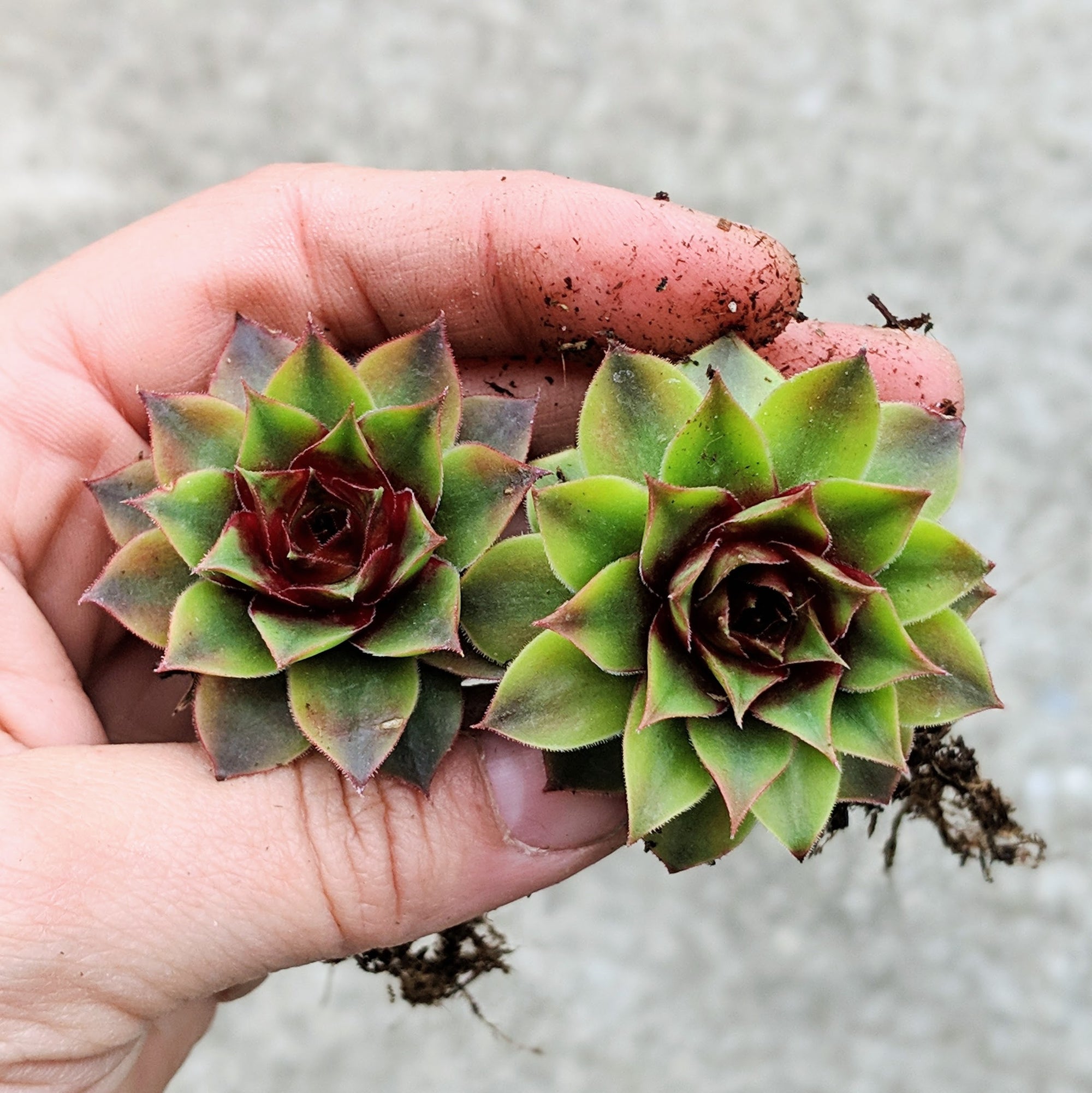 Sempervivum and friends