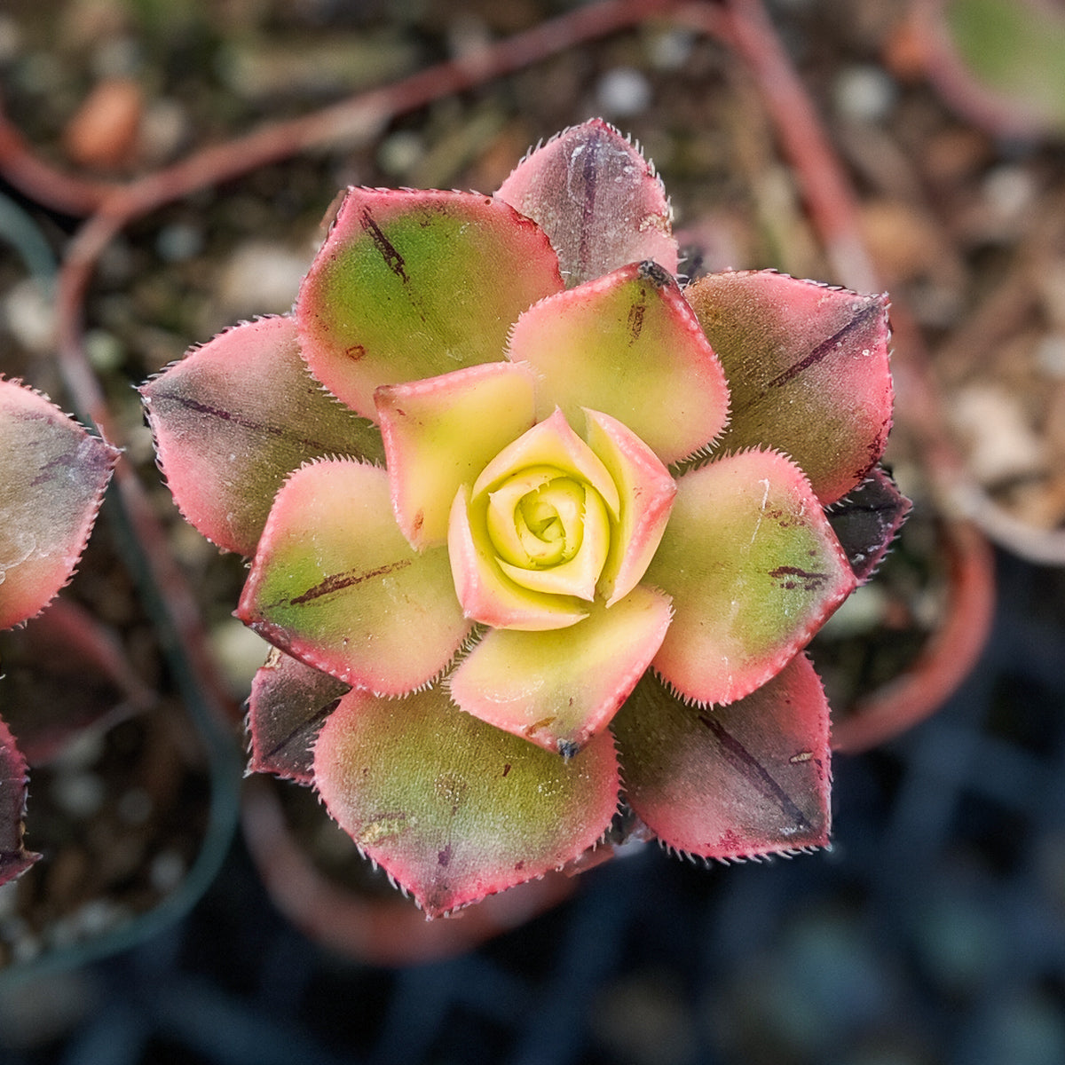 Aeonium