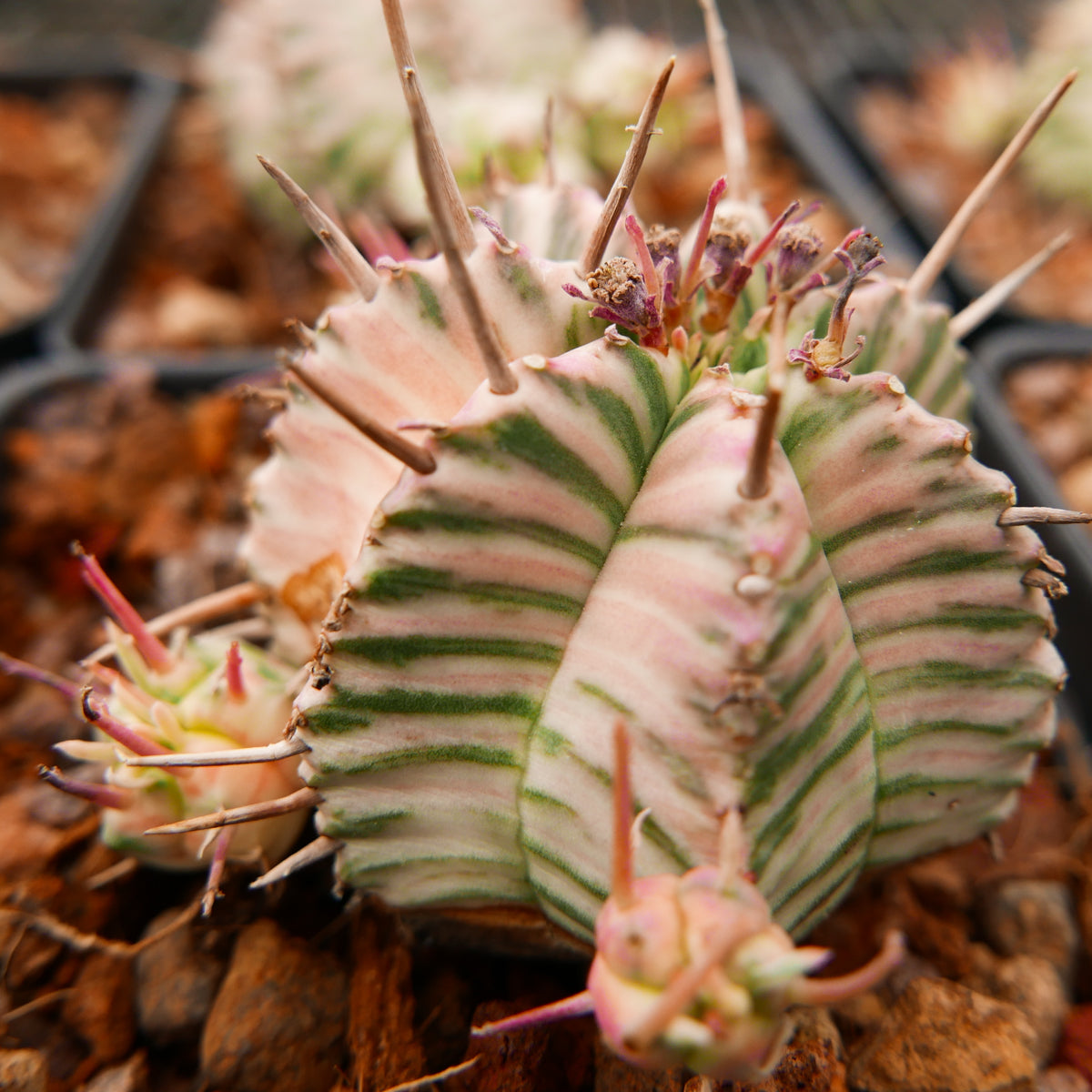 Variegated Plants