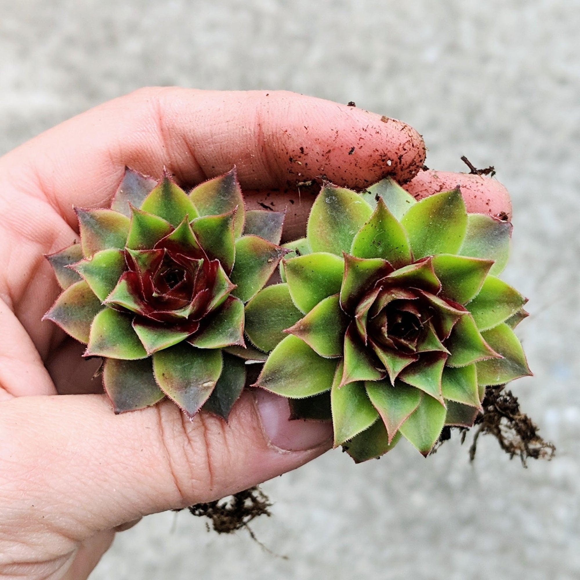 Sempervivum and friends - Vivid Root