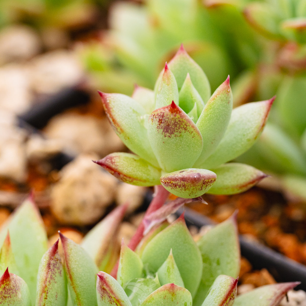 Graptopetalum macdougallii